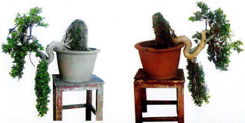 图解 一件传统扬派盆景怎么改作的7个过程