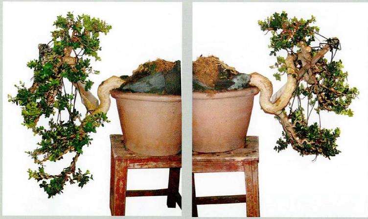 图解 一件传统扬派盆景怎么改作的7个过程