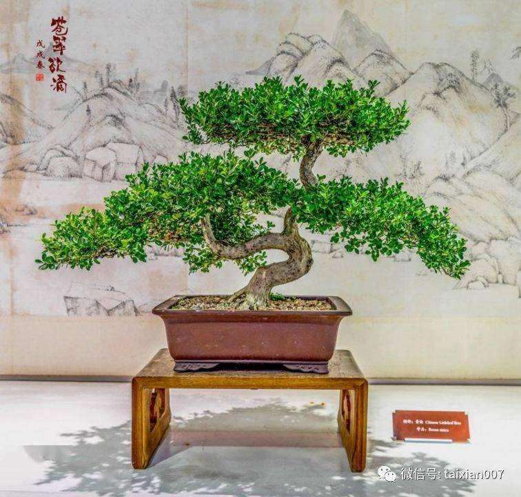 室内厅馆怎么布置扬派盆景的方法