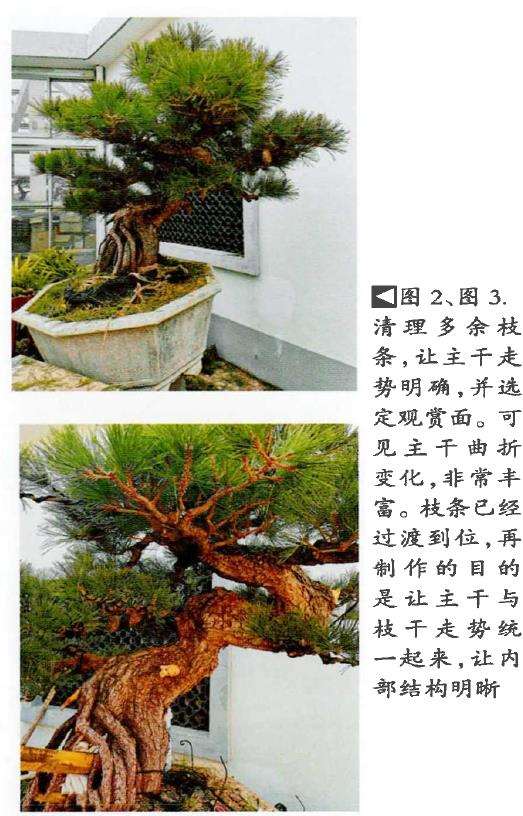 图解 日本黑松盆景怎么清理多余枝条