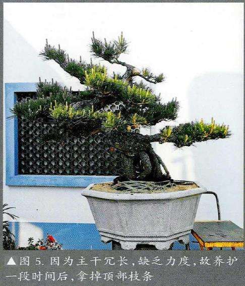 图解 日本黑松盆景怎么清理多余枝条