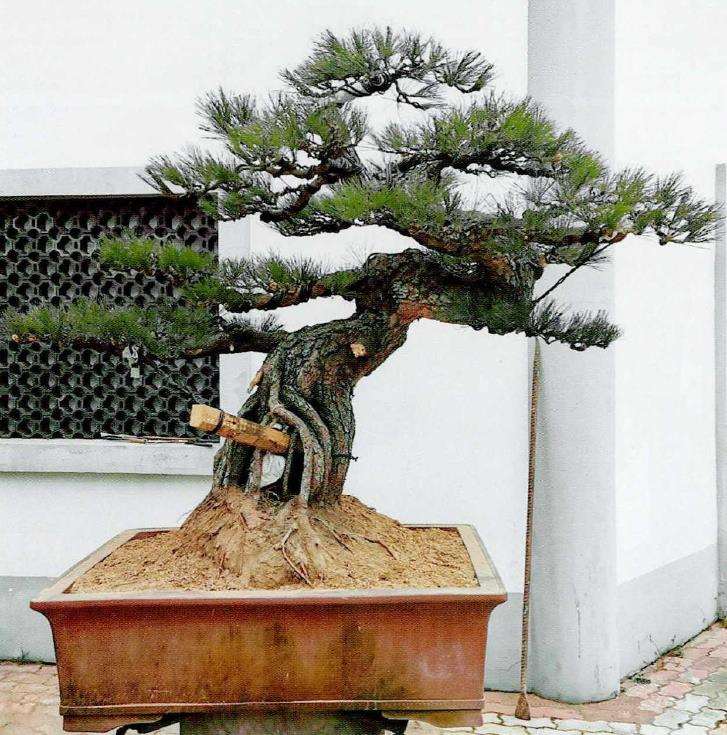 图解 日本黑松盆景怎么清理多余枝条