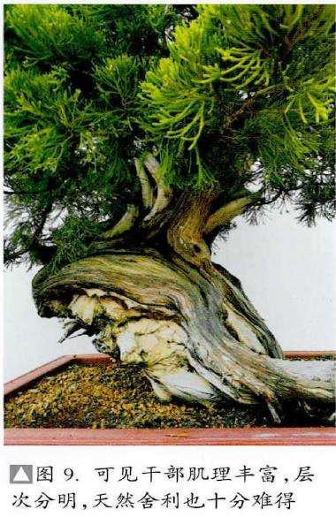 图解 真柏盆景怎么层次丰富的5个步骤