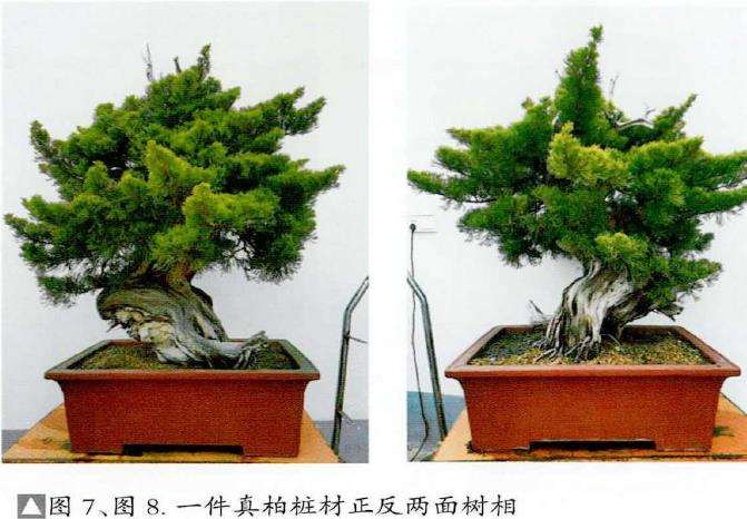 图解 真柏盆景怎么层次丰富的5个步骤