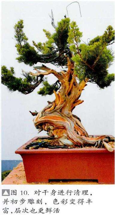 图解 真柏盆景怎么层次丰富的5个步骤