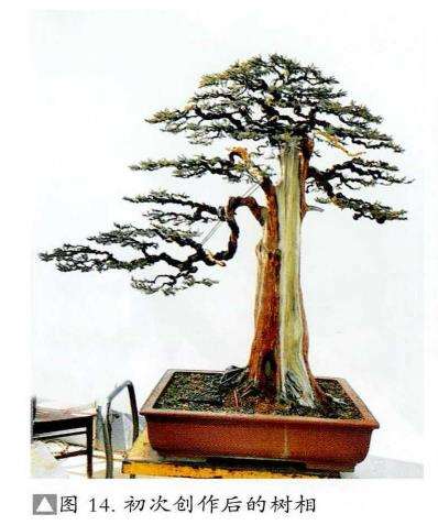 图解 刺柏盆景怎么修剪冠结的方法