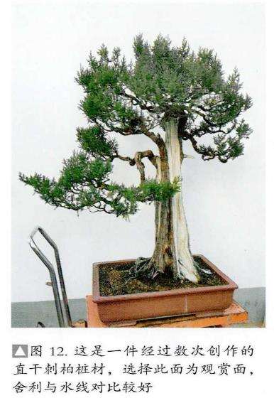 图解 刺柏盆景怎么修剪冠结的方法