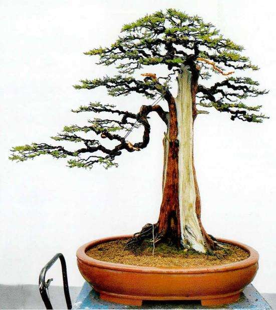 图解 刺柏盆景怎么修剪冠结的方法