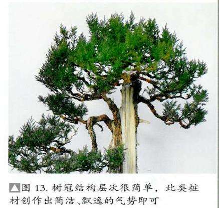 图解 刺柏盆景怎么修剪冠结的方法