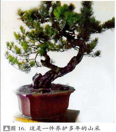 图解 赤松盆景怎么蟠扎造型的6个步骤