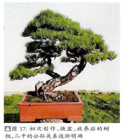 图解 赤松盆景怎么蟠扎造型的6个步骤