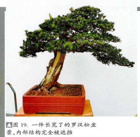 图解 赤松盆景怎么蟠扎造型的6个步骤
