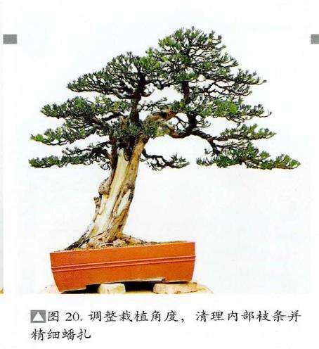 图解 赤松盆景怎么蟠扎造型的6个步骤