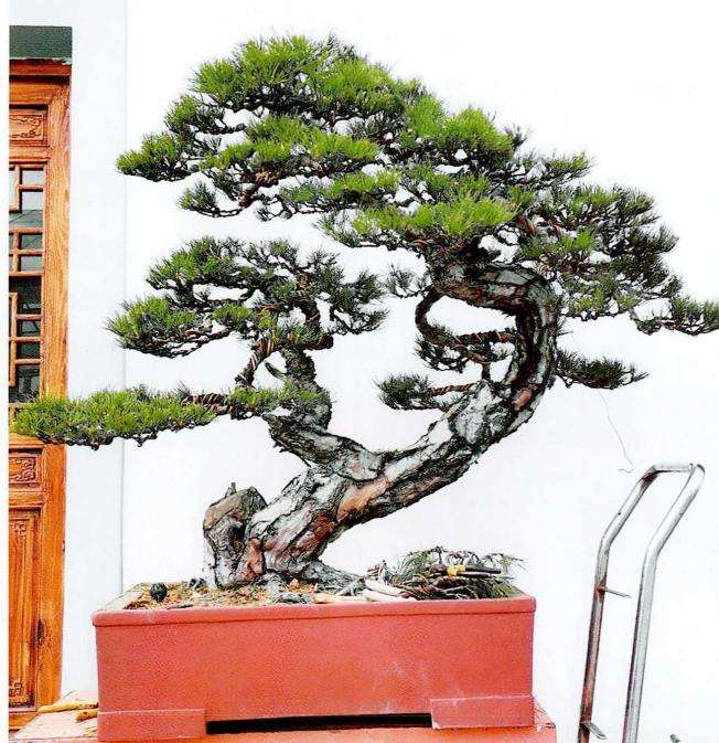 图解 赤松盆景怎么蟠扎造型的6个步骤