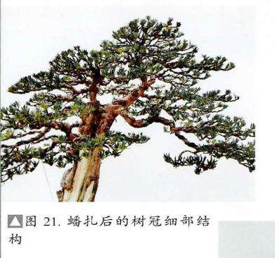 图解 赤松盆景怎么蟠扎造型的6个步骤