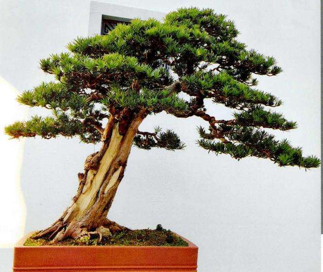 图解 赤松盆景怎么蟠扎造型的6个步骤