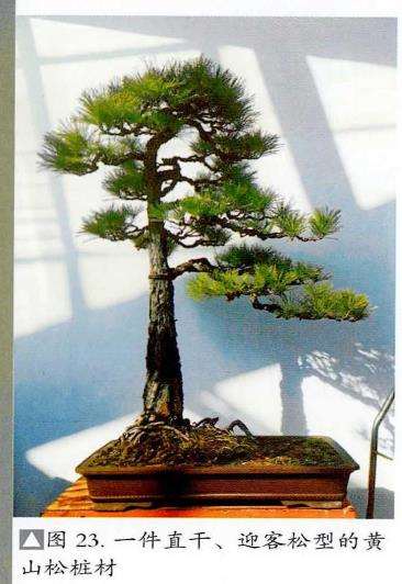 图解 黄山松盆景怎么蟠扎树冠的5个步骤