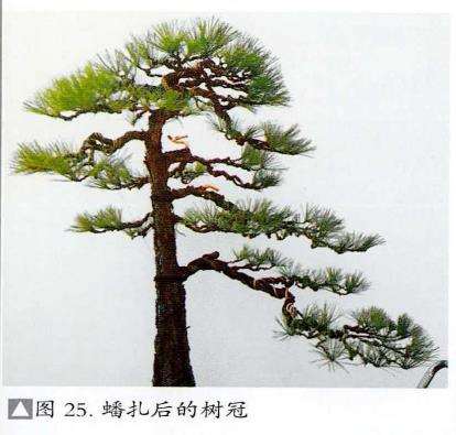 图解 黄山松盆景怎么蟠扎树冠的5个步骤