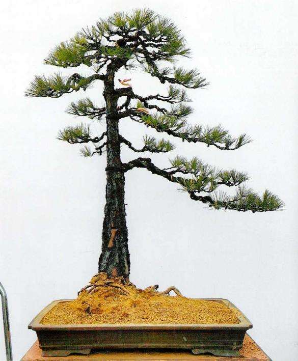 图解 黄山松盆景怎么蟠扎树冠的5个步骤