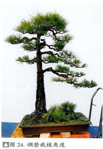 图解 黄山松盆景怎么蟠扎树冠的5个步骤