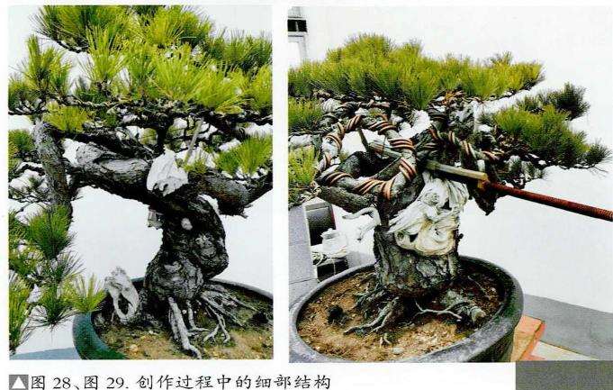 图解 赤松盆景桩材怎么蟠扎的5个过程