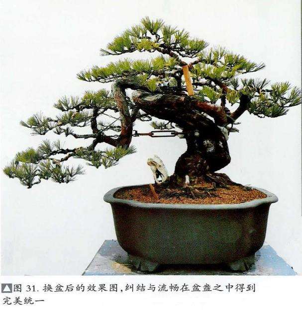 图解 赤松盆景桩材怎么蟠扎的5个过程