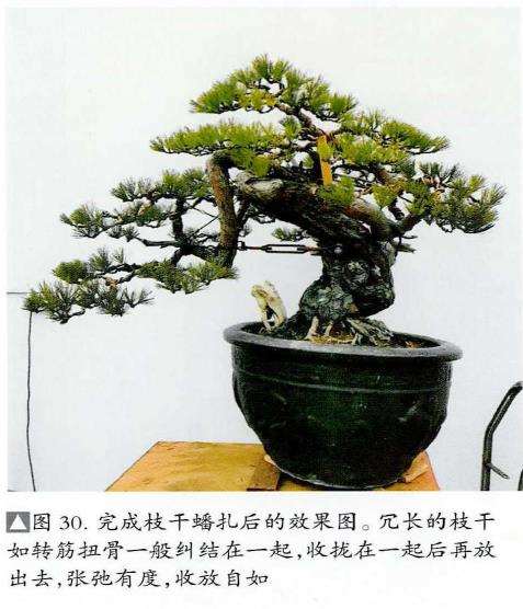 图解 赤松盆景桩材怎么蟠扎的5个过程