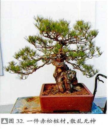 图解 赤松盆景怎么枝条取舍的6个步骤