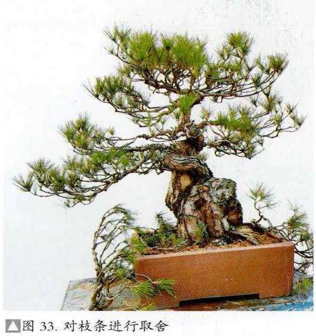 图解 赤松盆景怎么枝条取舍的6个步骤