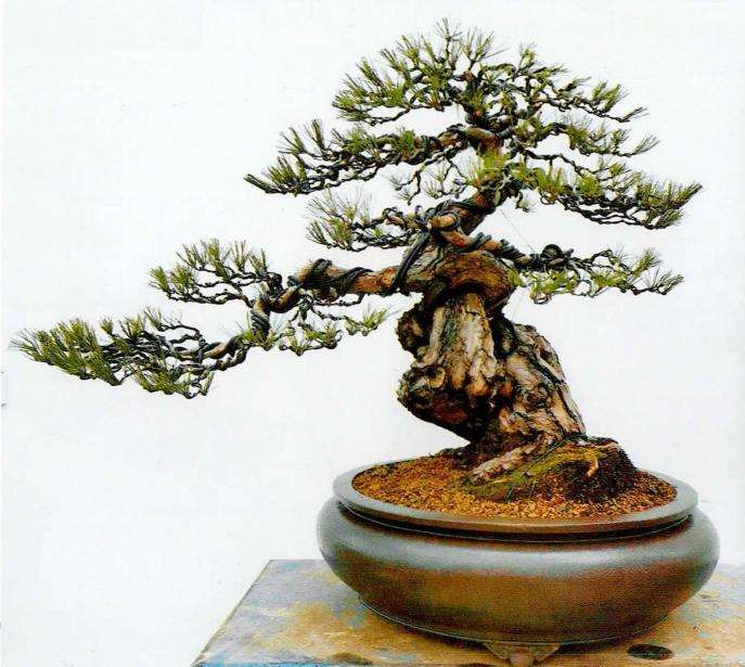 图解 赤松盆景怎么枝条取舍的6个步骤