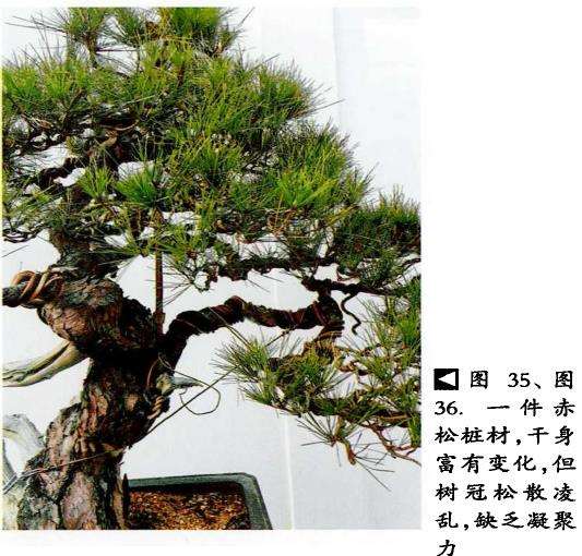 图解 赤松盆景怎么枝条取舍的6个步骤