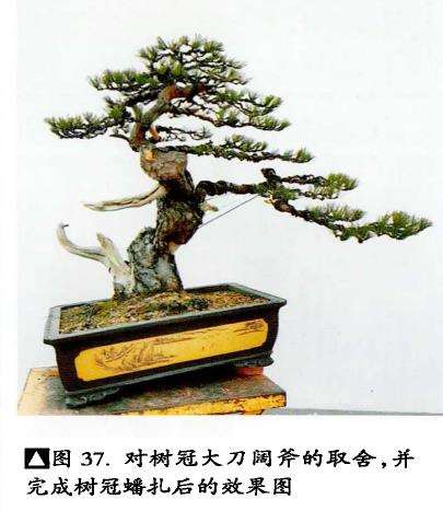 图解 赤松盆景怎么树冠蟠扎的4个步骤