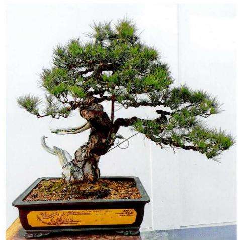 图解 赤松盆景怎么树冠蟠扎的4个步骤