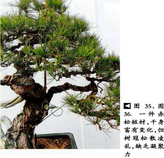 图解 赤松盆景怎么树冠蟠扎的4个步骤