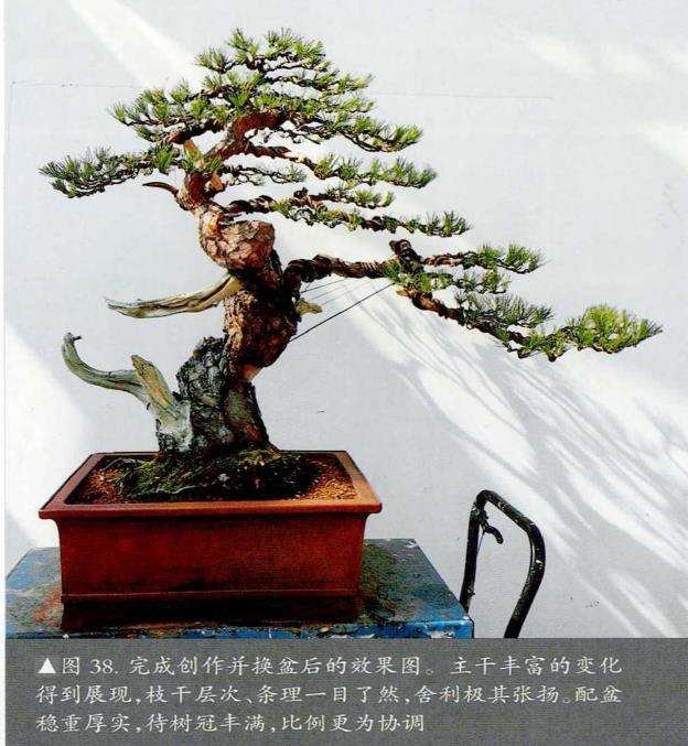 图解 赤松盆景怎么树冠蟠扎的4个步骤