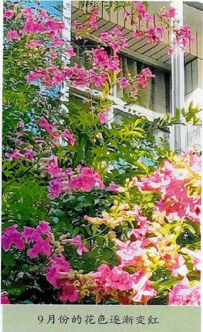 非洲凌霄的栽植实践的5个特性 图片