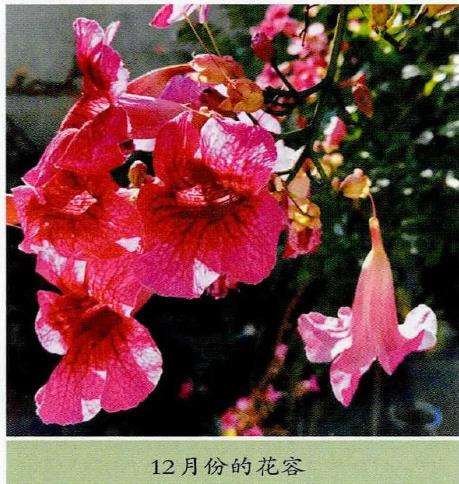 非洲凌霄的栽植实践的5个特性 图片