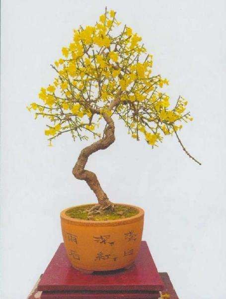 他家中有两盆迎春花盆景 图片