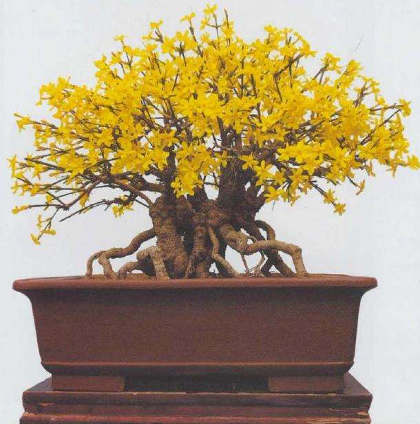 他家中有两盆迎春花盆景 图片