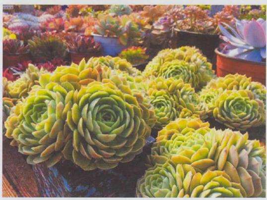 为什么冬季多肉浇水要谨慎 图片