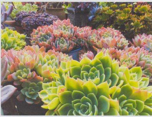 为什么冬季多肉浇水要谨慎 图片