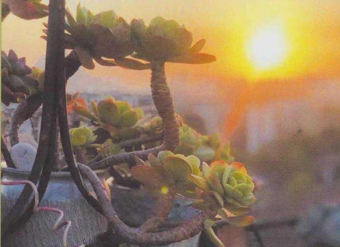 为什么冬季多肉浇水要谨慎 图片