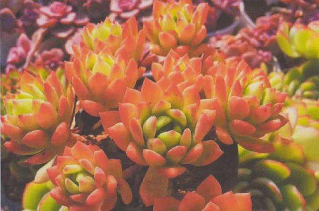 为什么冬季多肉浇水要谨慎 图片