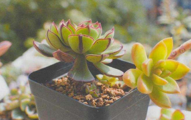 景天科的多肉植物如何叶插的5个步骤