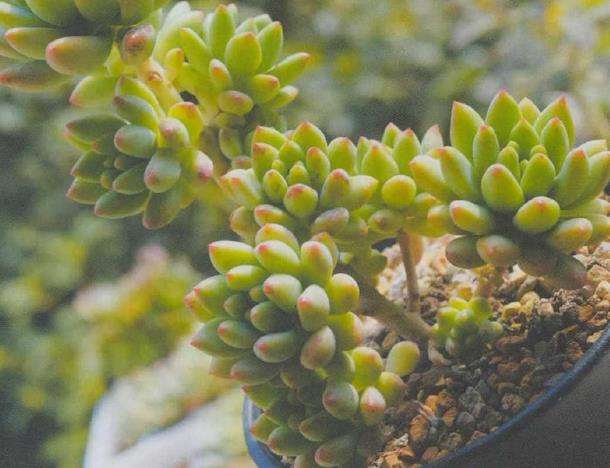 景天科的多肉植物如何叶插的5个步骤