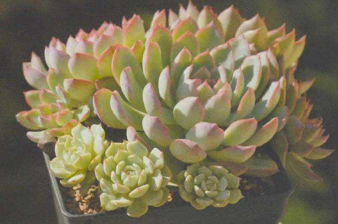 景天科的多肉植物如何叶插的5个步骤