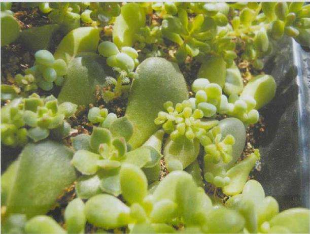 景天科的多肉植物如何叶插的5个步骤