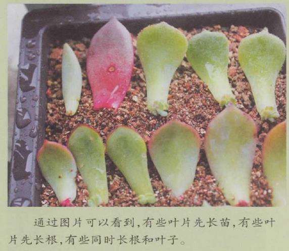 景天科的多肉植物如何叶插的5个步骤