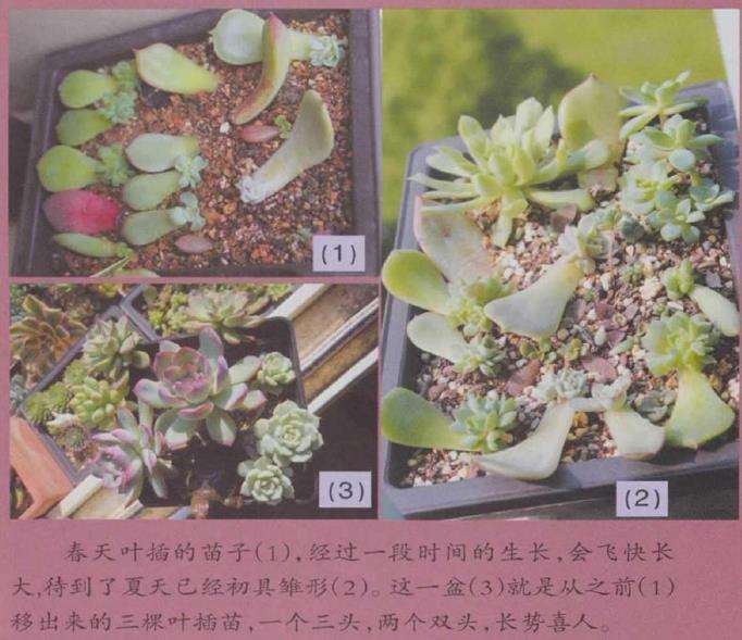景天科的多肉植物如何叶插的5个步骤