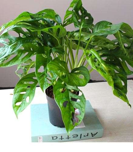 室内观叶植物怎么修剪和病虫防治